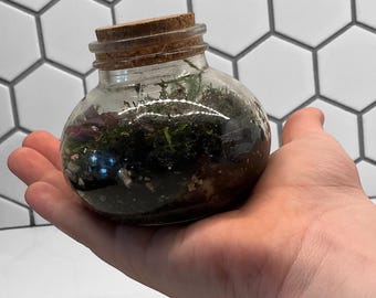 Terrarium, glass jar with plants, moss, and soil and rocks