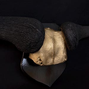 Wildebeest skull with gold finish on trophy board – handmade Gothic wall decoration, dark interior, unique nature art object