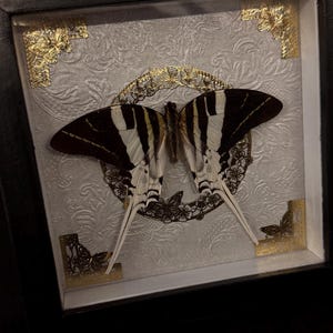 Präparierter Graphium Androcles Schmetterling im Rahmen – handgefertigt mit goldenen Verzierungen, schwarzer Rahmen, elegante Wanddeko