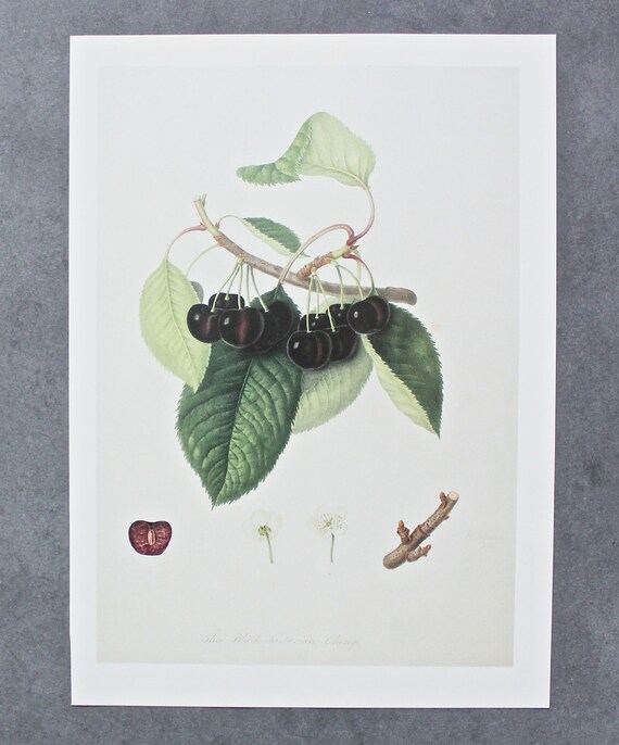 Black Tartarian Cherry Pollination Chart