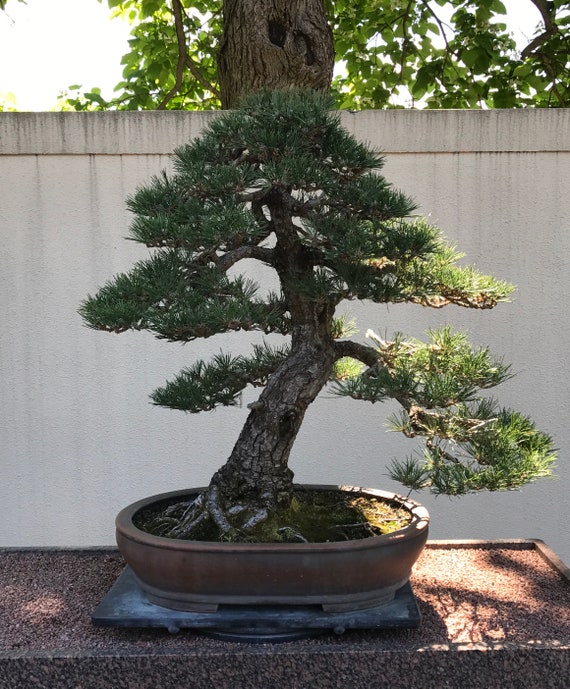 Bonsai light up sale tree