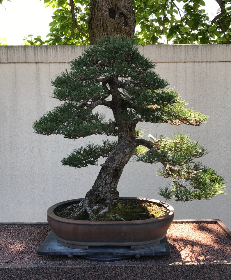 5 X 7 Appliqué BONSAI CHRISTMAS TREE With or With Out String Etsy