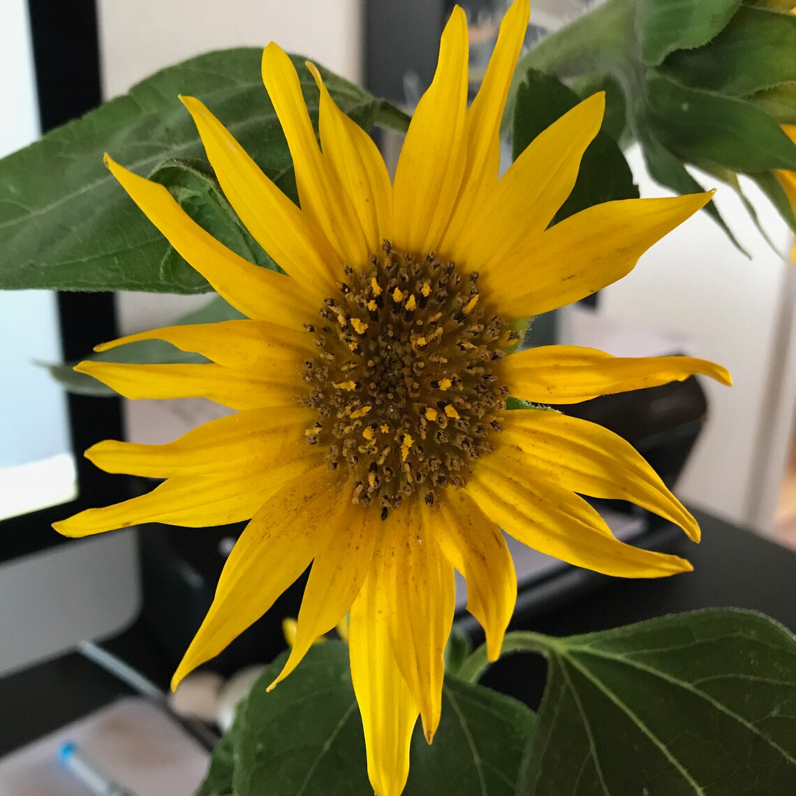 SUNFLOWER Peace Designs TEACH PEACE 7 Beautiful Machine Etsy UK