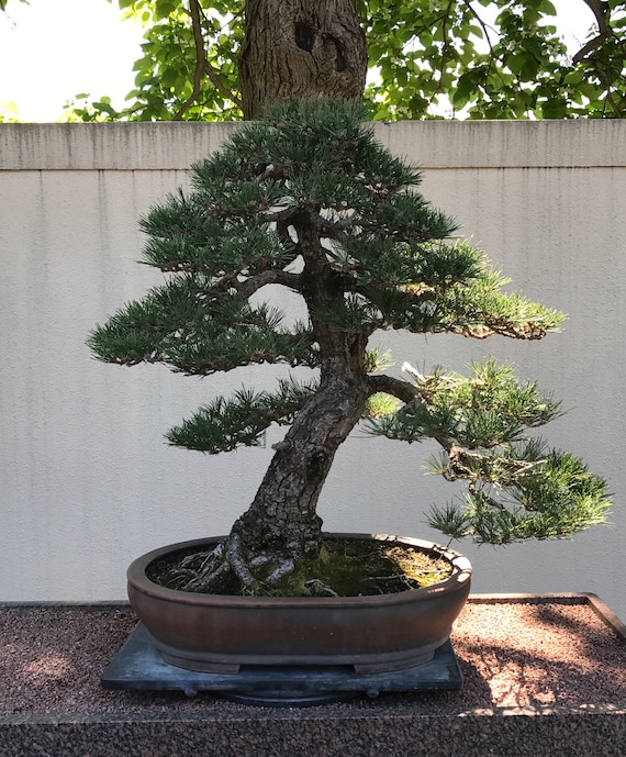 Small Bonsai Christmas Trees 4 Different Versions for the 5 X 7 13