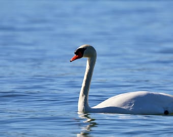 Photographie cygne royal - art mural oiseau élégant