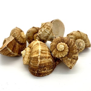 May include: A group of six brown seashells with a spiral pattern. The shells are arranged in a pile on a white background.