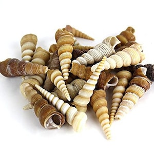 25 pcs  Turritella Brown 1.5&quot; - 3&quot; Spiral Sea Shells for Vase Fillers, Accessories, Jewelry Making Beach Nautical Crafts