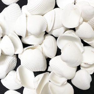 May include: A collection of white seashells with a ribbed texture. The shells are arranged in a random pattern on a black background.