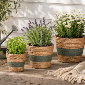 May include: Three round woven seagrass planters with a horizontal dark green band around the centre. Each planter holds a different plant: a small green herb, a purple lavender plant, and a large cluster of white daisies with yellow centres.