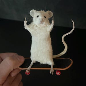 Taxidermy Middle Finger Mouse, Funny Oddity Decor, Vulture Culture Gift, Gothic Curiosity Cabinet Decor, Weird Taxidermy Art, Offensive Gift