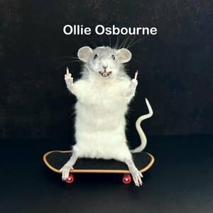 May include: A taxidermied rat with gray and white fur stands on a miniature skateboard with red wheels. The rat is positioned against a black background, with the text "Ollie Osbourne" above it.