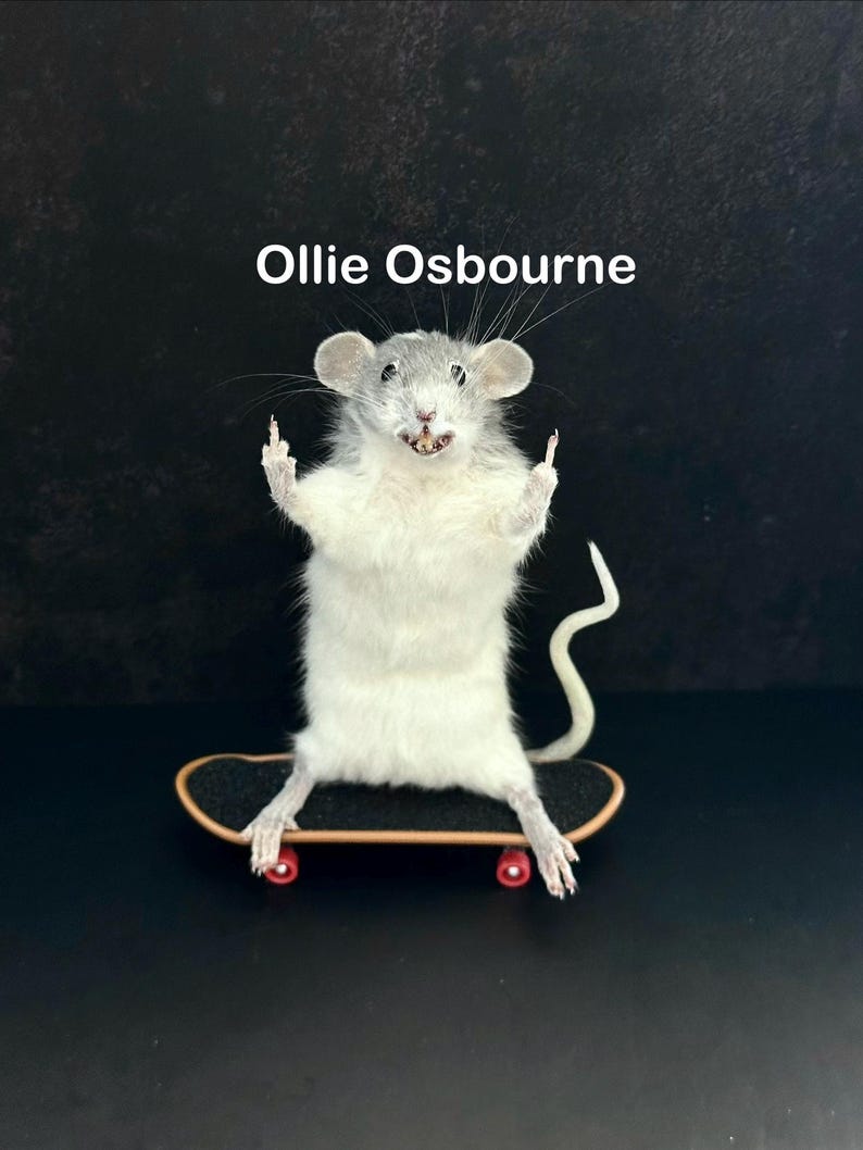 May include: A taxidermied rat with gray and white fur stands on a miniature skateboard with red wheels. The rat is positioned against a black background, with the text "Ollie Osbourne" above it.