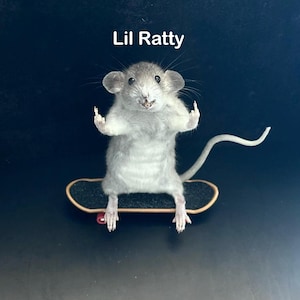 May include: A gray rat with its paws up, riding a miniature skateboard. The text "Lil Ratty" is above the rat. The skateboard has a black deck and red wheels. The background is a dark color.