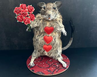 Taxidermy Love Degu “Bucktooth Becky” – Unhinged Romantic Gift, Funny Dark Humor Oddity, Goth Romance Decor