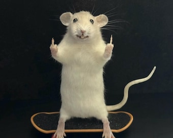 Taxidermy Skateboard Rat – Criminal Rat Oddity – Dark Humor Decor – Gothic Curiosity – Weird Taxidermy Gift – Punk Rat Art