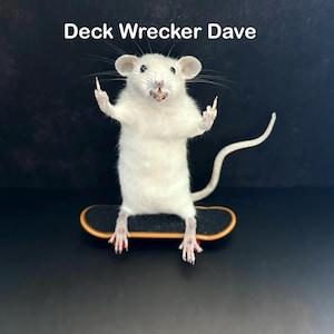 May include: A white rat stands on a miniature skateboard, with its front paws raised. The rat has pink feet and a long tail. The text "Deck Wrecker Dave" is above the rat.