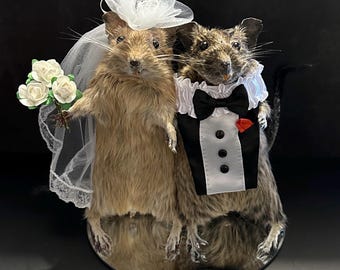Taxidermy Wedding Degus Cake Topper, Gothic Wedding Decor, Oddity Bride Groom Gift, Weird Anniversary Gift, Vulture Culture Art