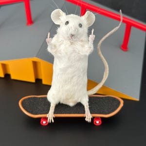 Taxidermy Middle Finger Mouse, Funny Oddity Decor, Vulture Culture Gift, Gothic Curiosity Cabinet Decor, Weird Taxidermy Art, Offensive Gift