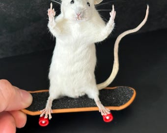 Taxidermy Middle Finger Mouse, Funny Oddity Decor, Vulture Culture Gift, Gothic Curiosity Cabinet Decor, Weird Taxidermy Art, Offensive Gift
