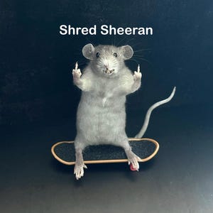 May include: A taxidermied gray rat stands on a miniature skateboard, giving the middle finger with both paws. The text "Shred Sheeran" is above the rat. The skateboard has black grip tape and red wheels.