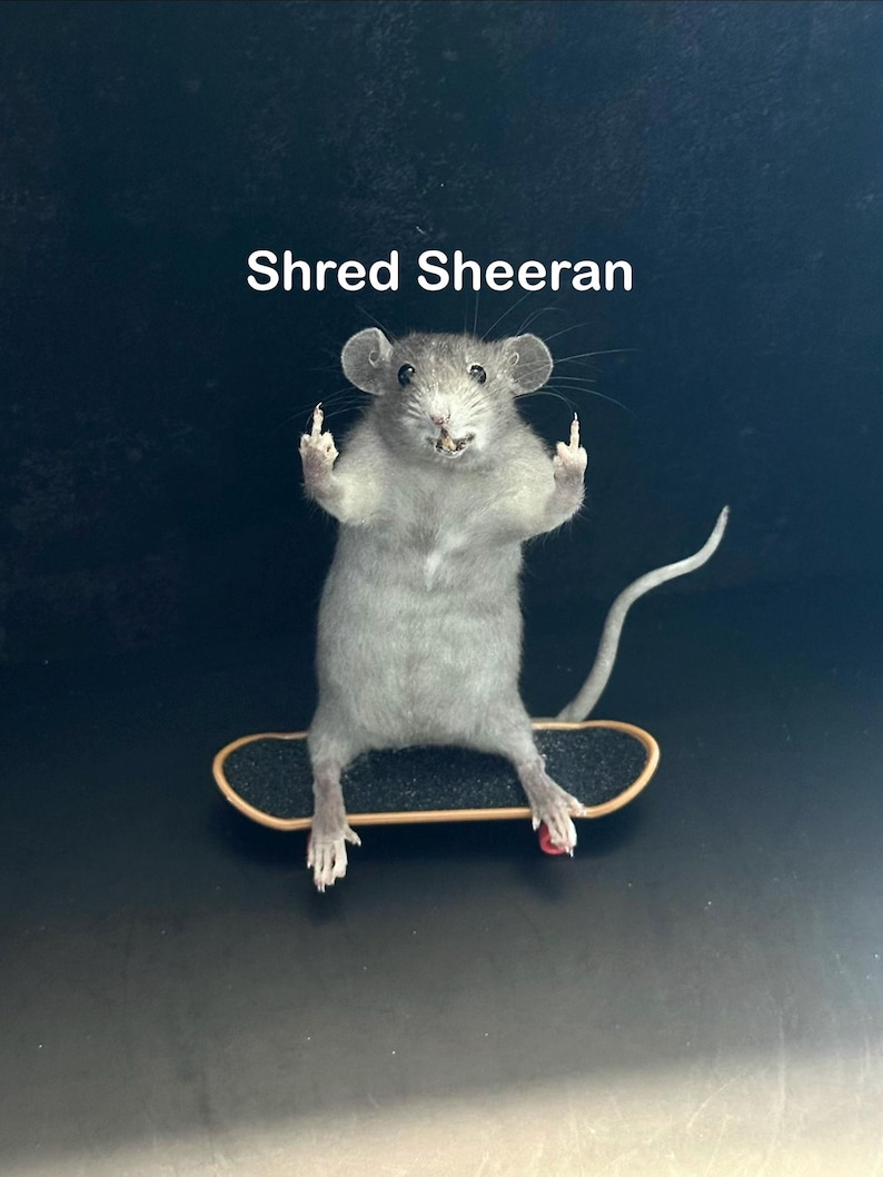 May include: A taxidermied gray rat stands on a miniature skateboard, giving the middle finger with both paws. The text "Shred Sheeran" is above the rat. The skateboard has black grip tape and red wheels.