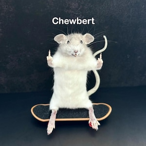 May include: A taxidermied white rat with the name "Chewbert" above it, giving the middle finger with both hands. The rat is posed on a miniature skateboard, against a dark background.