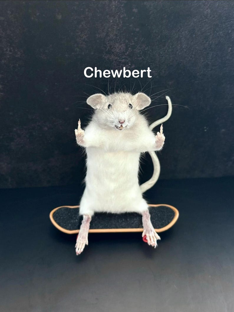 May include: A taxidermied white rat with the name "Chewbert" above it, giving the middle finger with both hands. The rat is posed on a miniature skateboard, against a dark background.