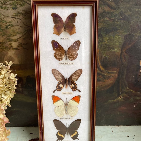 Vintage Taxidermy Butterflies