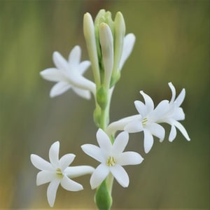 May include: A tuberose flower stalk featuring multiple bright white, star-shaped blossoms with six petals each. The central stem is light green, supporting several fully opened flowers and a cluster of tightly closed, pale green buds at the top.