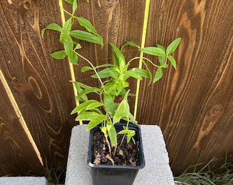 Live Lemon Verbena Starter Plant (Aloysia citrodora) | Fragrant Culinary Herb | Tea Garden Plant | Lemon-Scented Herb | Live Herb Plant