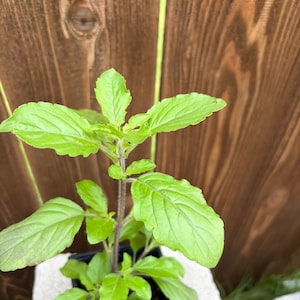 May include: A small, potted plant with vibrant green leaves and a dark stem. The plant is in a black plastic container, set against a wooden fence background. The leaves have a slightly textured surface.