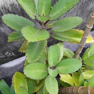 May include: Close-up of a green plant with oval-shaped leaves. The leaves have a scalloped edge and a reddish-purple outline. The plant's stems are a dark reddish-purple color. The plant is a succulent.