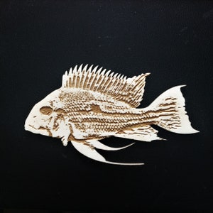 Geophagus Winemilleri Stripetail Cichlid Fish Magnet image 3