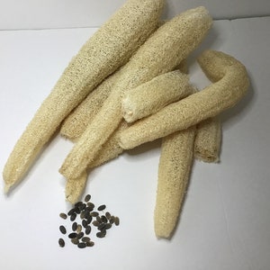 Luffa Loofah Luffah Loofa Loufa Sponge Gourd SEEDS