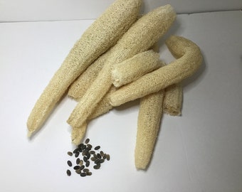 May include: A pile of six natural loofah sponges, beige in color, with a small pile of black seeds in the lower left corner.