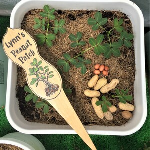 May include: A white plastic container with a wooden stake labeled "Lynn's Peanut Patch". The container is filled with brown mulch and green peanut plants. There are also several peanuts scattered around the plants.