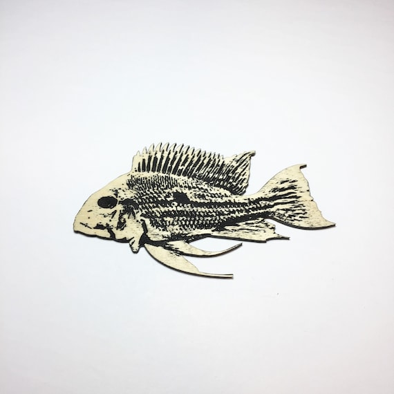 Altolamprologus Calvus Cichlid Fish Magnet