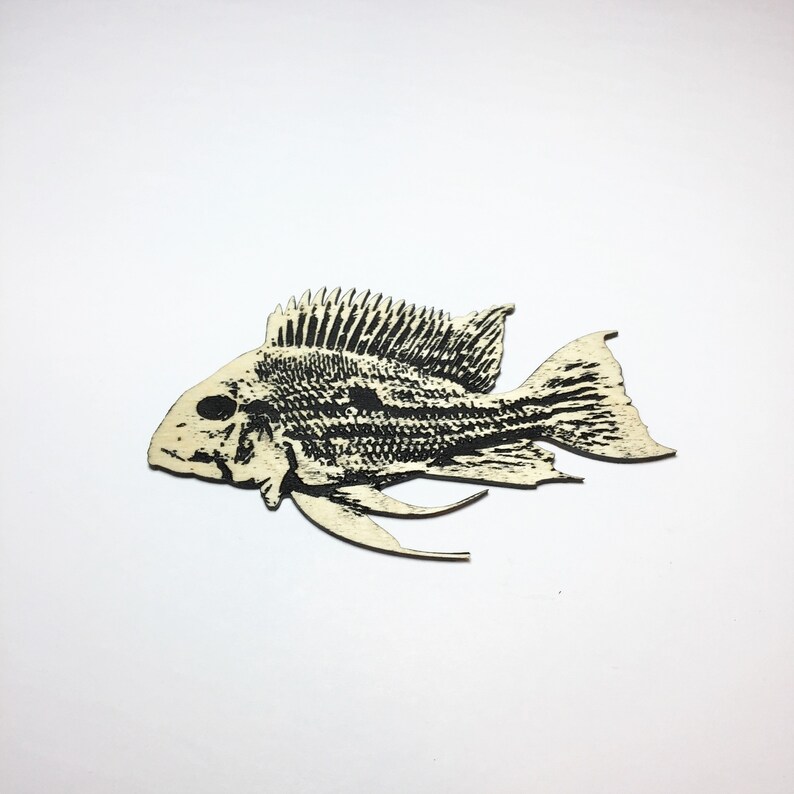 Geophagus Winemilleri Stripetail Cichlid Fish Magnet image 1