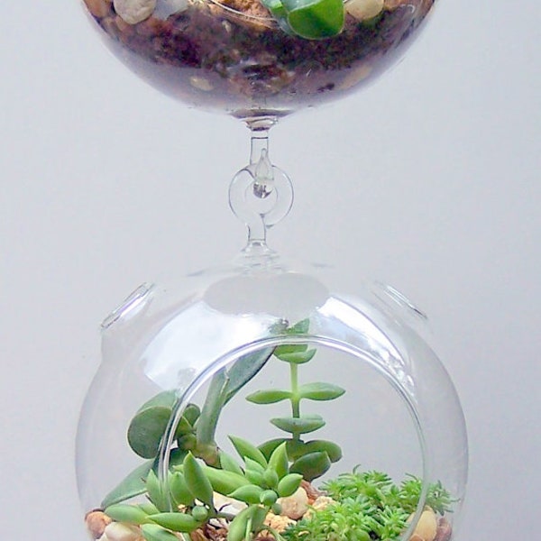 Terrarium Glass Hanging Double Hook Vertical Gardening DIY NO PLANTS B