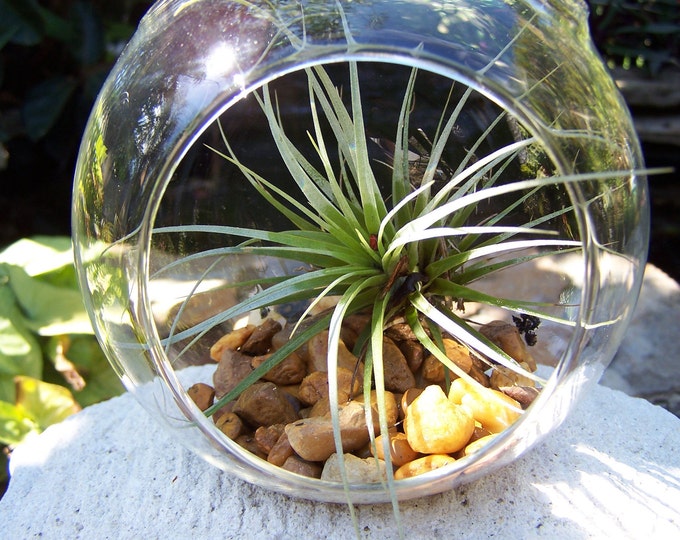 DIY Hanging Glass Globe Terrarium With Air Plant Etsy