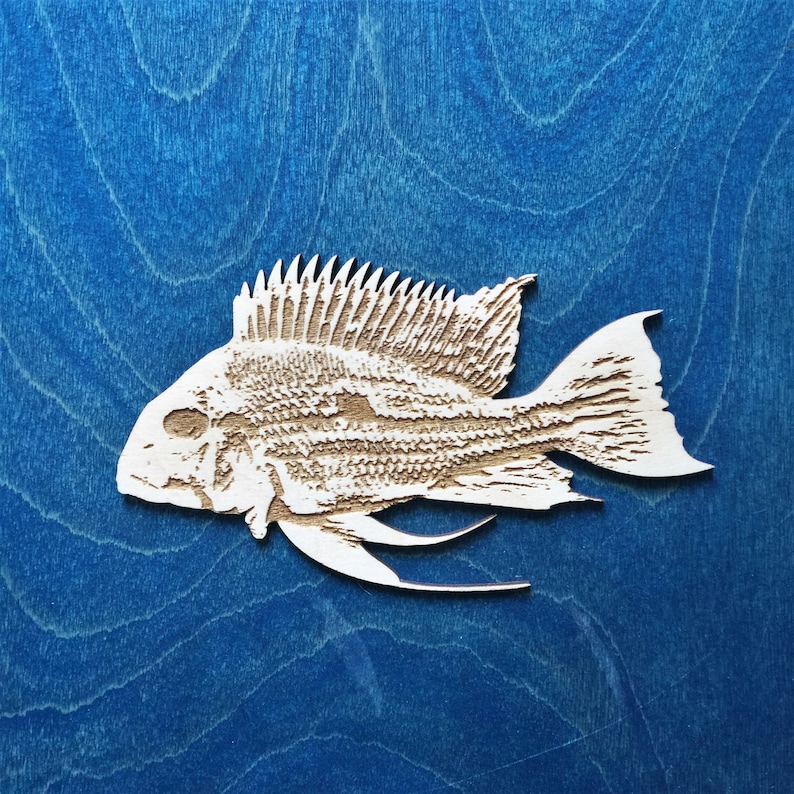 Geophagus Winemilleri Stripetail Cichlid Fish Magnet image 2