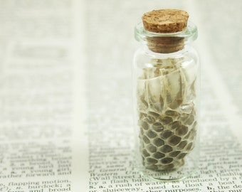 Snakeskin Specimen in Medium Vial, Snake Curiosity Collection Wunderkammer Nature Cabinet