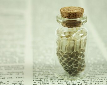 Snakeskin Specimen in Small Vial, Snake Skin Curiosity for Nature Cabinet, Wunderkammer