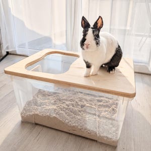 Könnte beinhalten: Ein schwarz-weißes Kaninchen steht auf einem hellen Holzdeckel mit einer ausgeschnittenen Öffnung, der auf einer durchsichtigen Kunststoff-Aufbewahrungsbox mit hellbraunem Sand liegt. Die Box ist rechteckig und bietet freie Sicht auf den Sand.