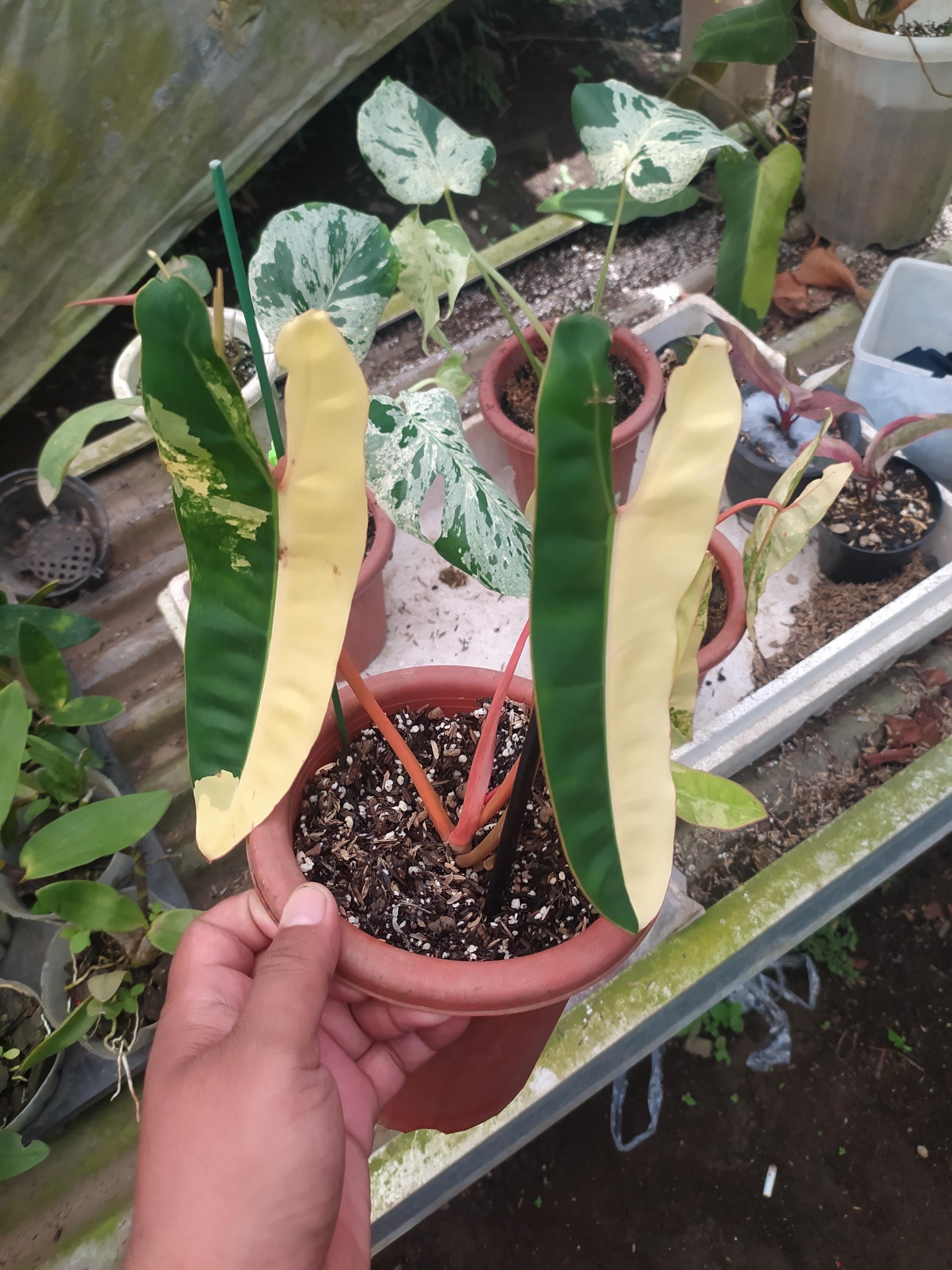 Monstera white lava - Etsy 日本
