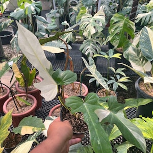 plant cuphea Cuphea 'Cherrybells' plants main image 1