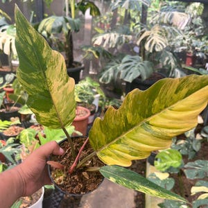 Philodendron Goeldii Variegated - Etsy