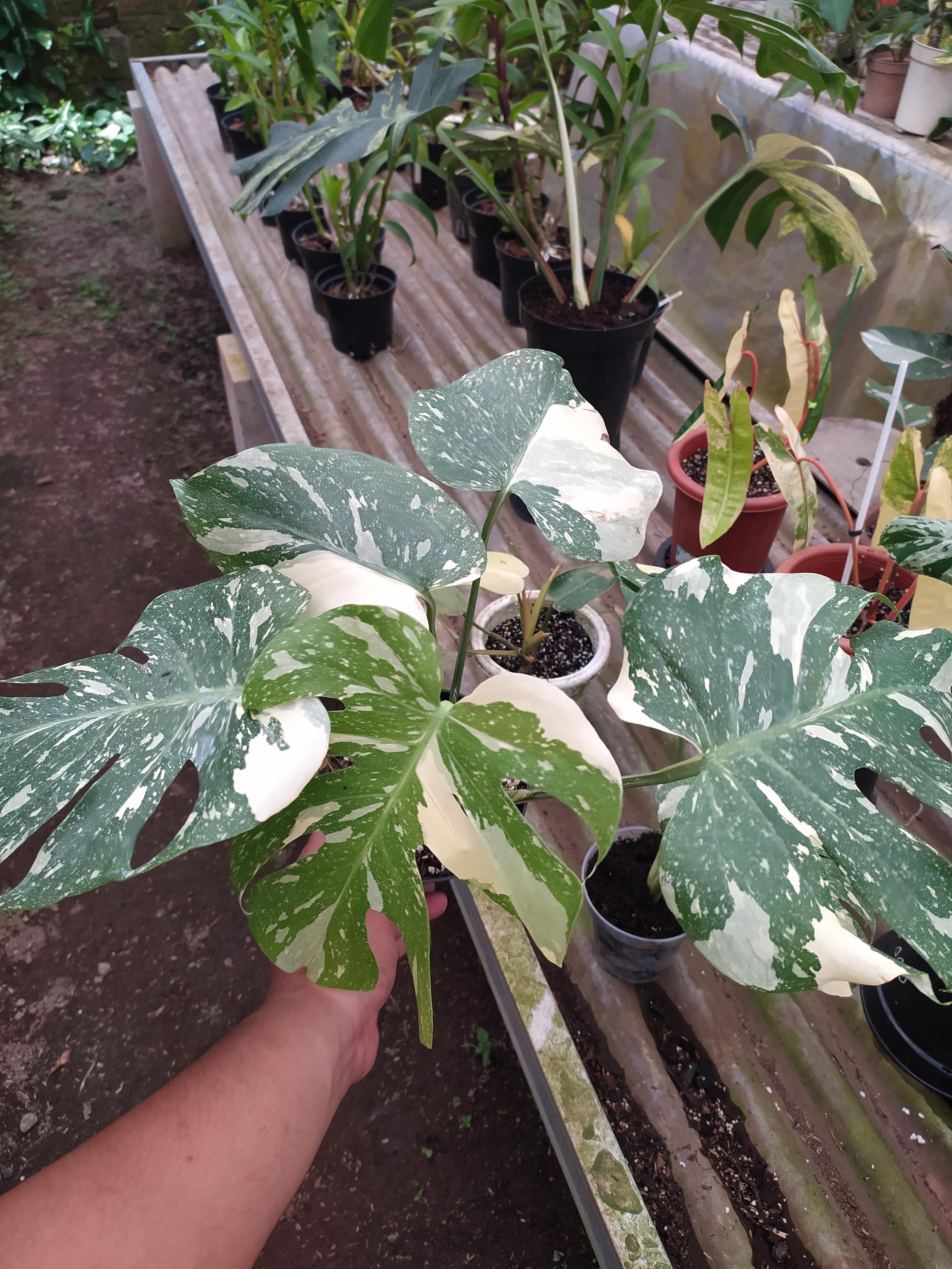 Monstera white lava - Etsy 日本