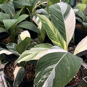 Spathiphyllum sensation - Etsy.de