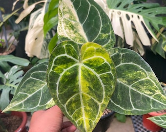 Anthurium (SKG Silver X Red Crystallinum) X Anthurium Dorayaki